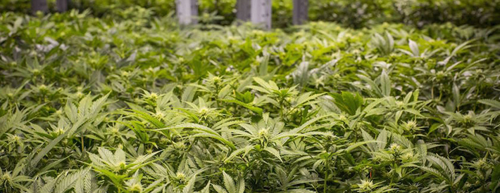 pot-growing